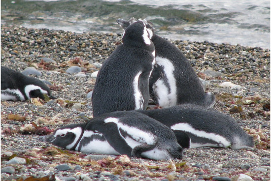 m__koo Punta Arenas pingwiny Magellana
